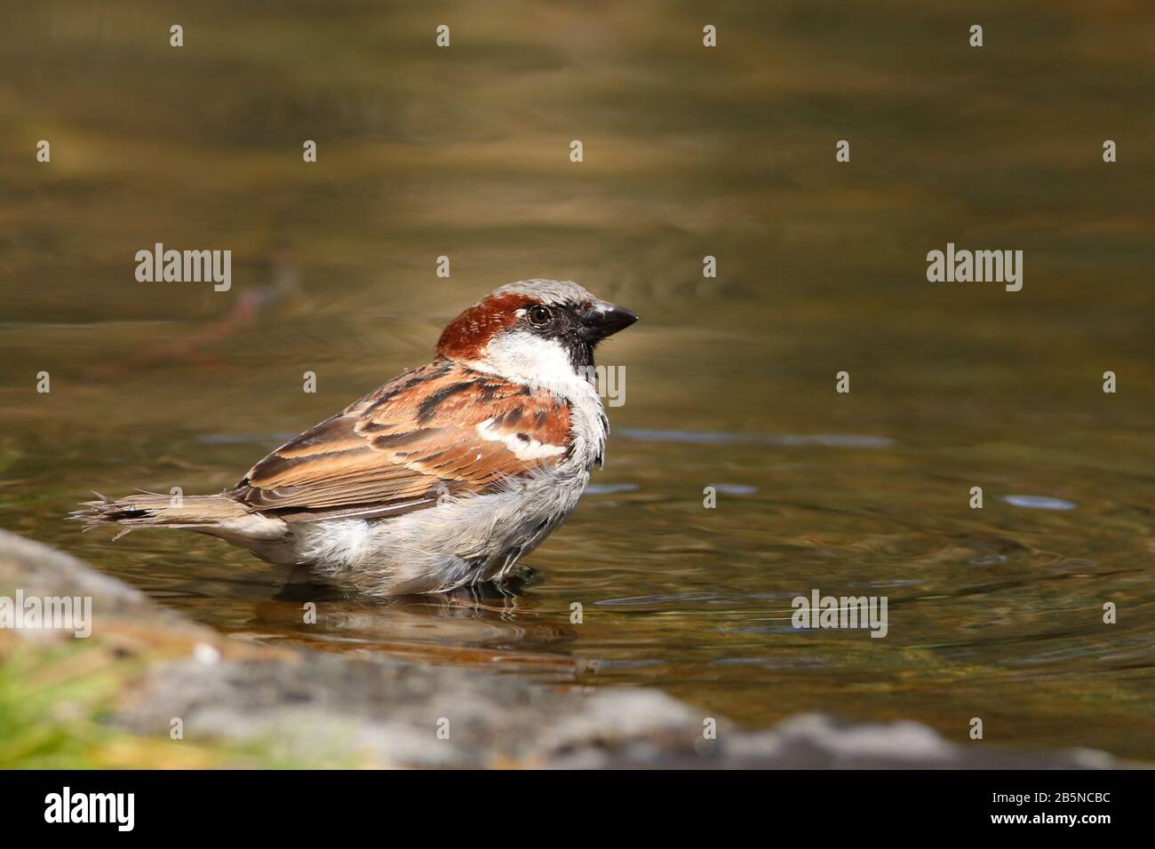 Oiseau Bruant assis sur l'étang de l'eau. Sparrow songbird (famille des Passeridae) rafraîchissant, buvant et baignant à l'intérieur d'un étang d'eau claire avec des ondulations et des REF Banque D'Images