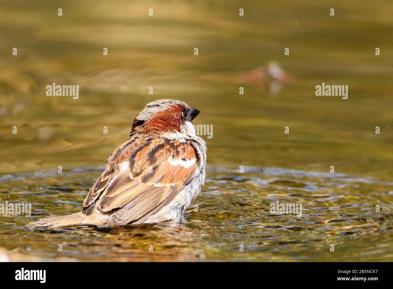 Oiseau Bruant assis sur l'étang de l'eau. Sparrow songbird (famille des Passeridae) rafraîchissant, buvant et baignant à l'intérieur d'un étang d'eau claire avec des ondulations et des REF Banque D'Images