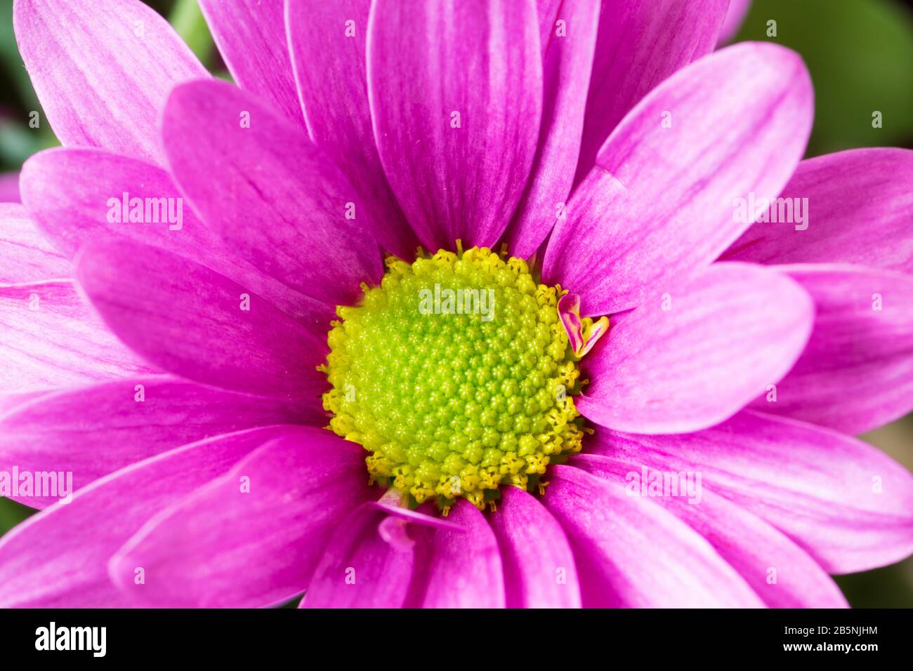 Belle chrysanthème fleurs macro abstrait art fond. Fleurs roses et purplen dahlia avec espace de copie pour le texte. Banque D'Images