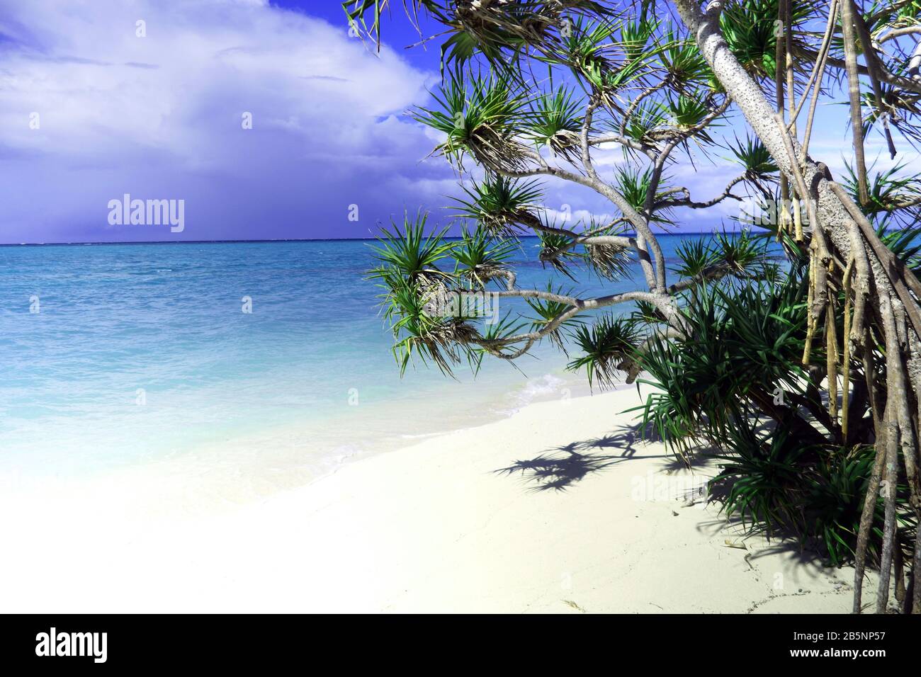 Pandanus sur la plage, île Heron, Grande barrière de corail, Queensland, Australie Banque D'Images