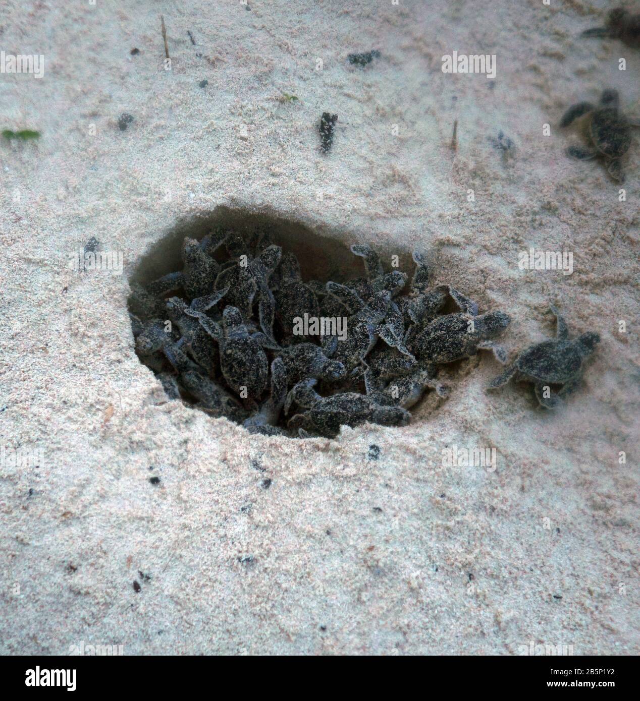 Des écloseries de tortues de mer vertes (Chelonia mydas) éclatent de leur nid à l'aube, île Heron, Groupe Capricorne Bunker, Grande barrière de corail, 8March2020. Banque D'Images