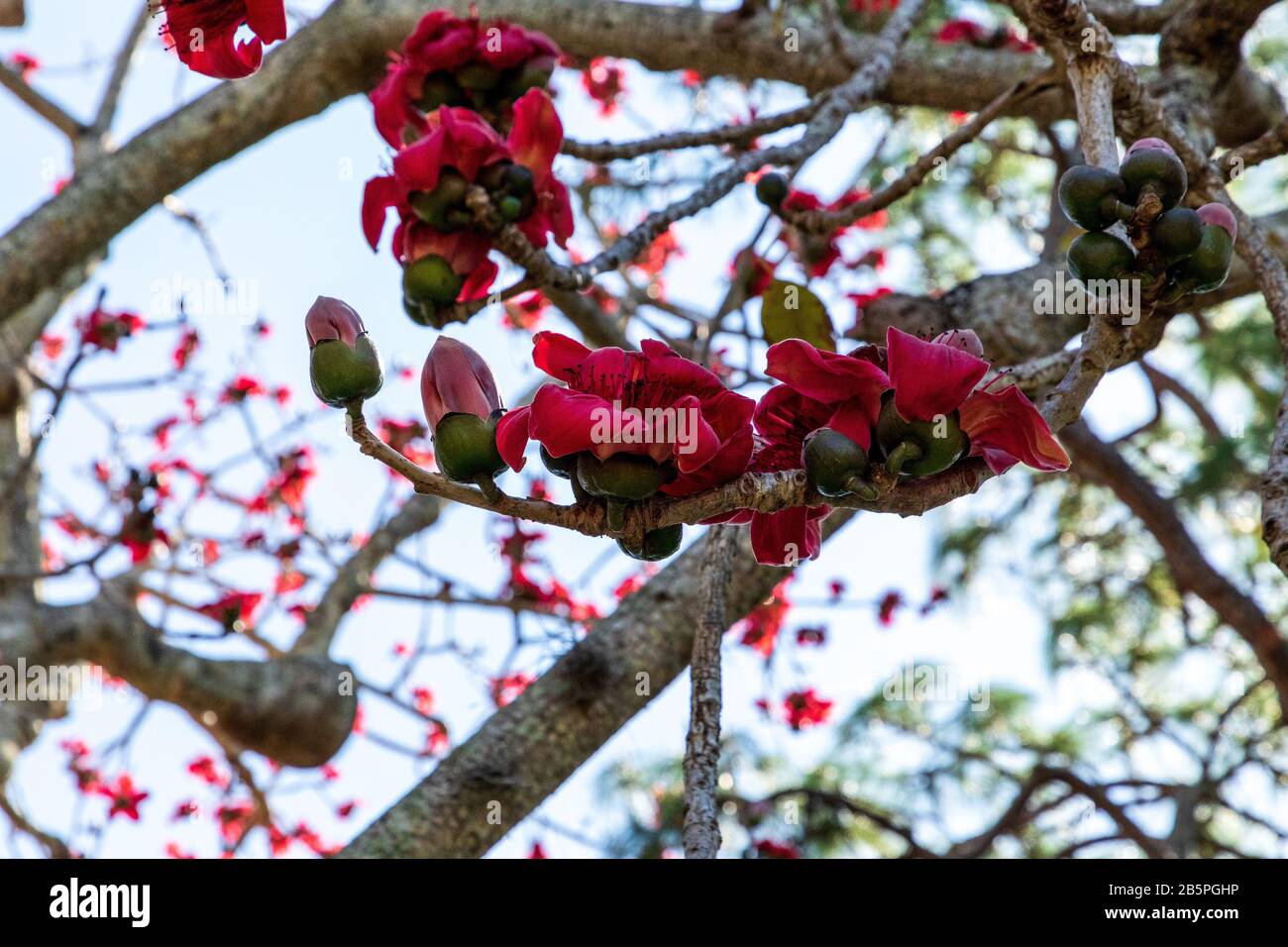 Fleurs de coton de soie rouge Bombax ceiba se trouve en Australie et en Asie. Banque D'Images