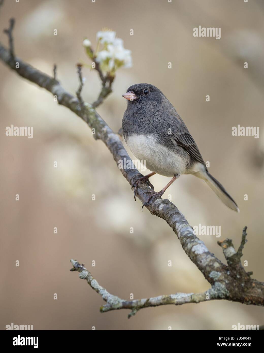 Junco aux yeux sombres Perché dans un arbre de Plum Banque D'Images