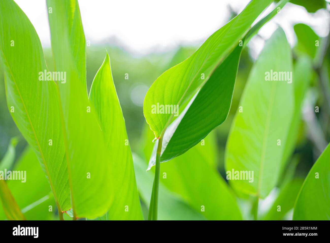 Feuille verte saturée d'une plante tropicale. Banque D'Images