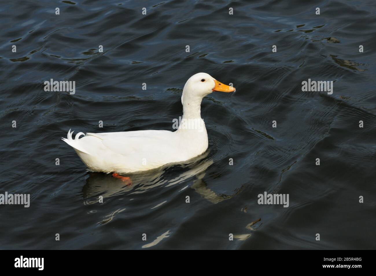 Canard de Pekin Banque D'Images