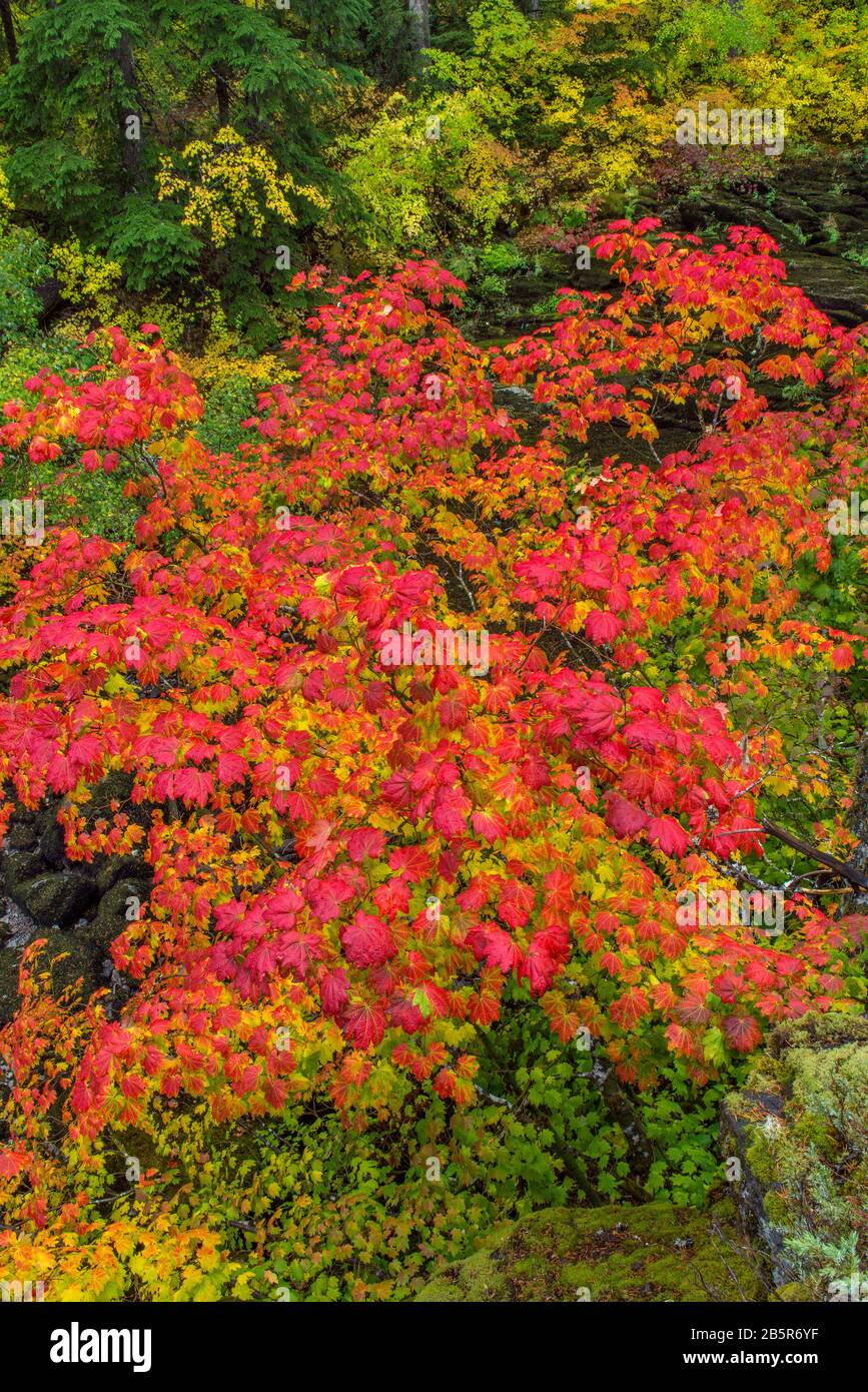Érable De Vigne, Acer Circinatum, Three Sisters Wilderness, Willamette-Deschutes National Forest, Oregon Banque D'Images