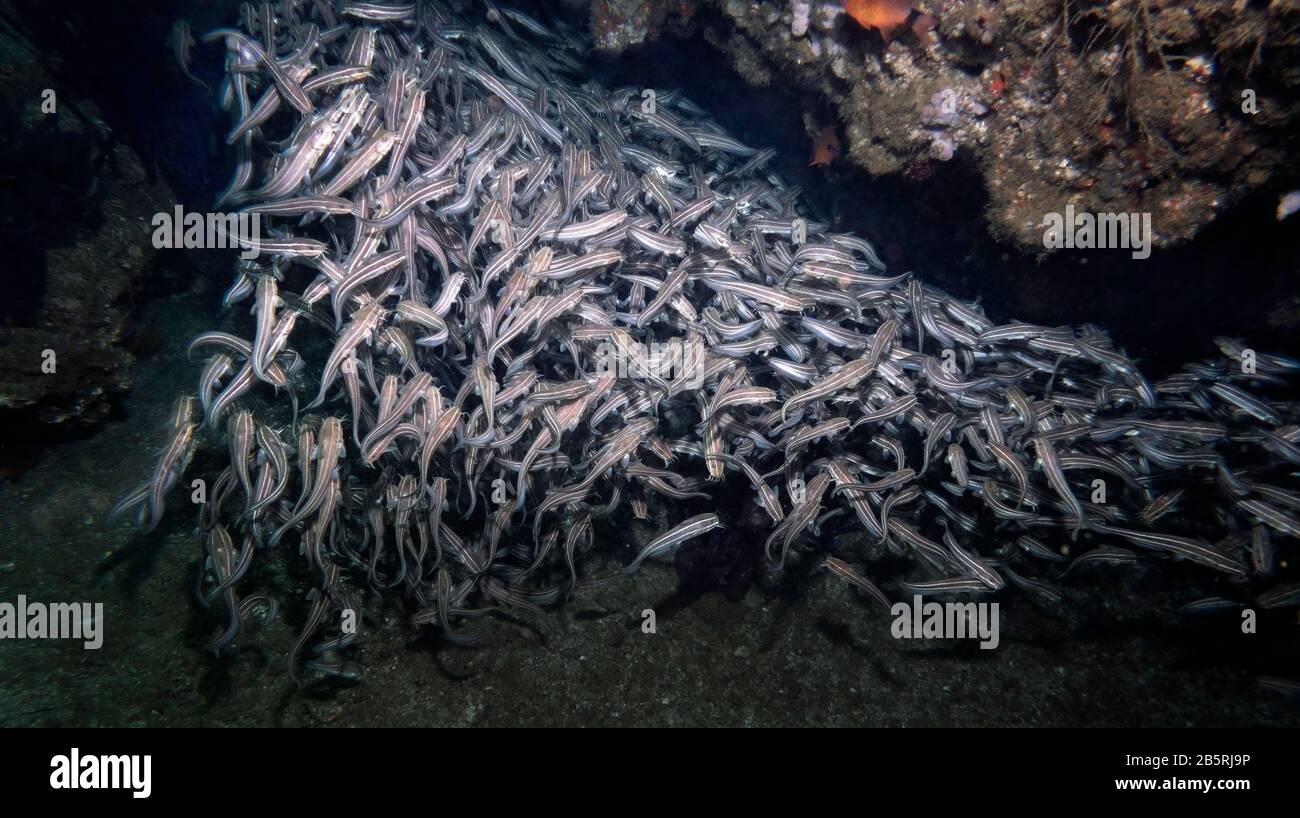 Masse de poisson-chat rayé (Plotosus lineatus) sur un récif de corail dans une école dense pour la protection, golfe d'Oman, mer d'Arabie, Océan Indien, couleur Banque D'Images