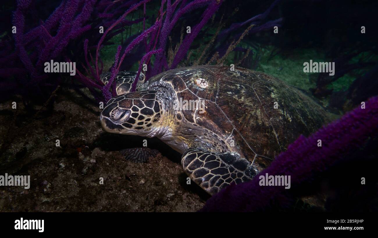 Tortue de mer verte (Chelonia mydas) reposant sur le fond de la mer, rare animal sous-marin dans l'habitat naturel, golfe d'Oman, Océan Indien, couleur Banque D'Images