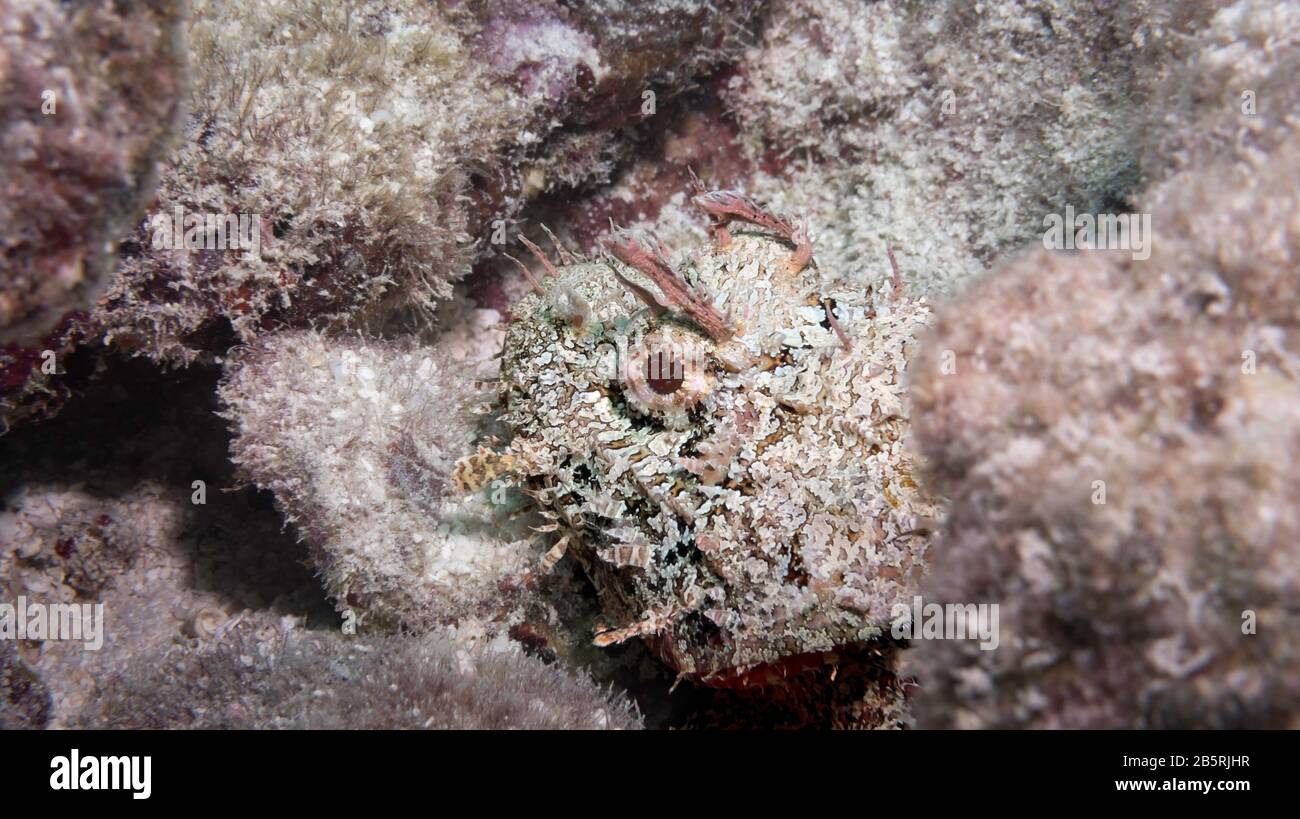 Scorpion tacheté (Scorpaena plumieri) allongé en attente sur un récif de corail, Florida Keys National Marine Sanctuary, États-Unis, Océan Atlantique, couleur Banque D'Images