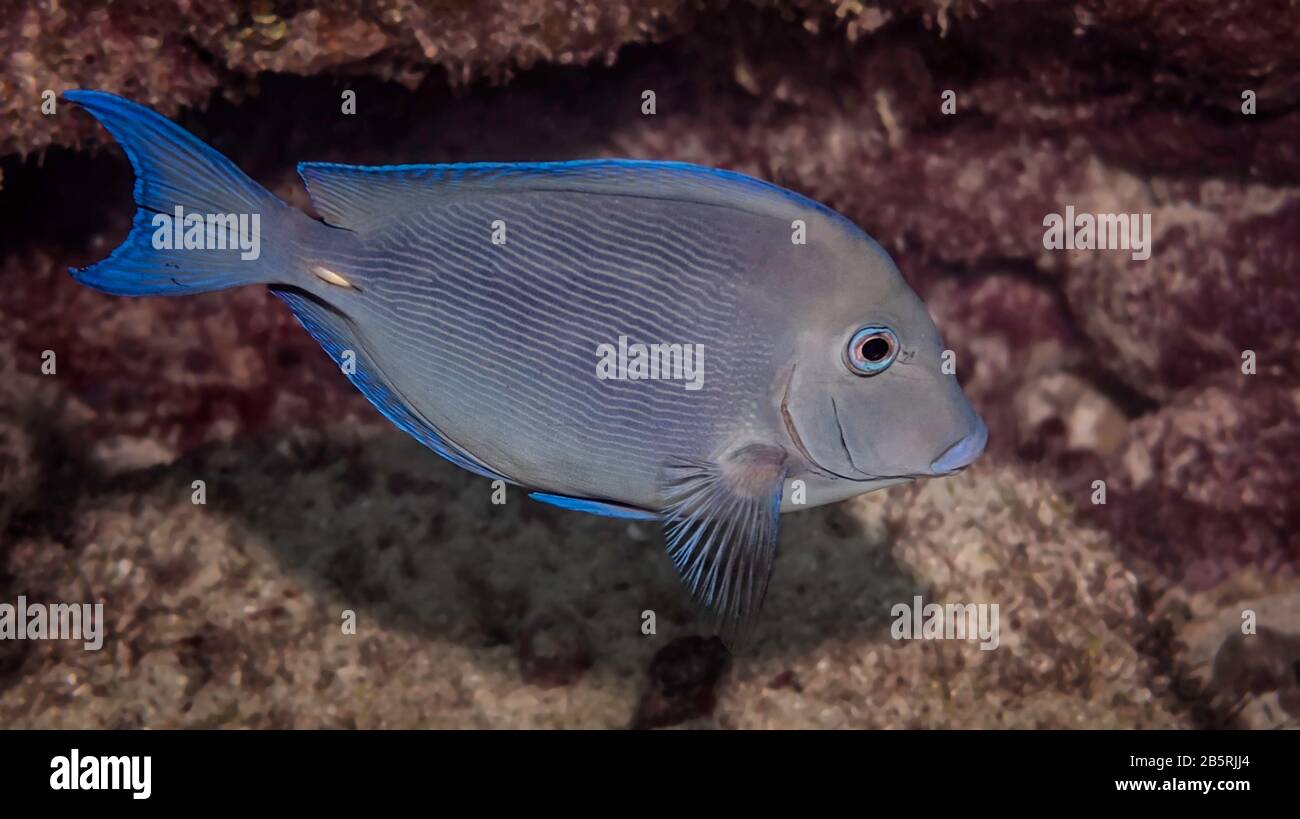 Blue Tang (Acanthurus coeruleus) sur un récif de corail, Florida Keys National Marine Sanctuary, États-Unis, Océan Atlantique, couleur Banque D'Images