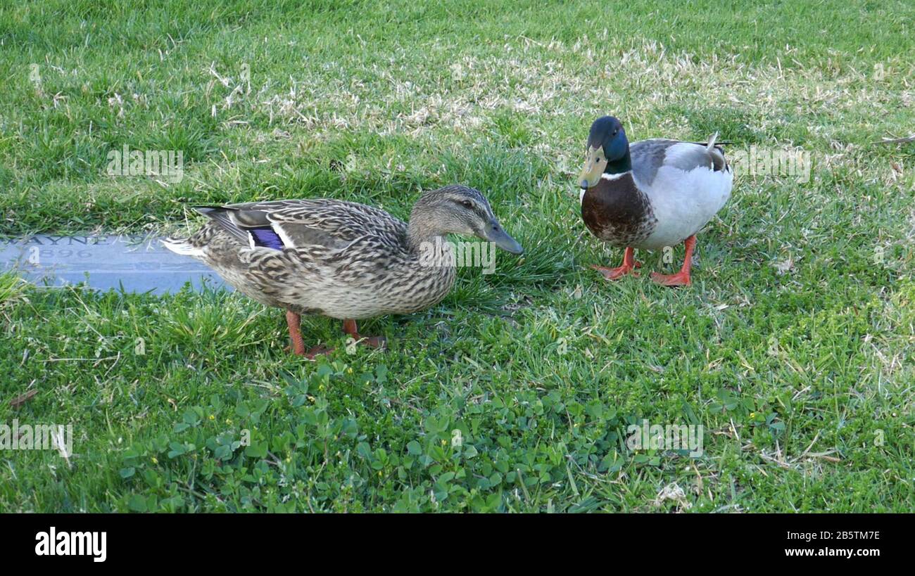 Hollywood, Californie, États-Unis 7 mars 2020 une vue générale de l'atmosphère de Ducks au cimetière Hollywood Forever le 7 mars 2020 à Hollywood, Californie, États-Unis. Photo De Barry King/Alay Stock Photo Banque D'Images