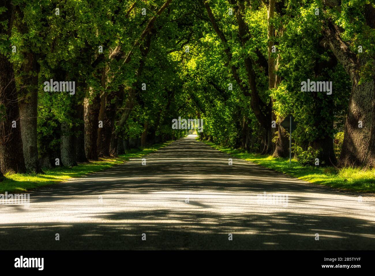 Lignes parallèles de lumière et d'ombre coulées par les immenses chênes épais feuillage bordant la route et se vantant dans une perspective de tunnel Banque D'Images