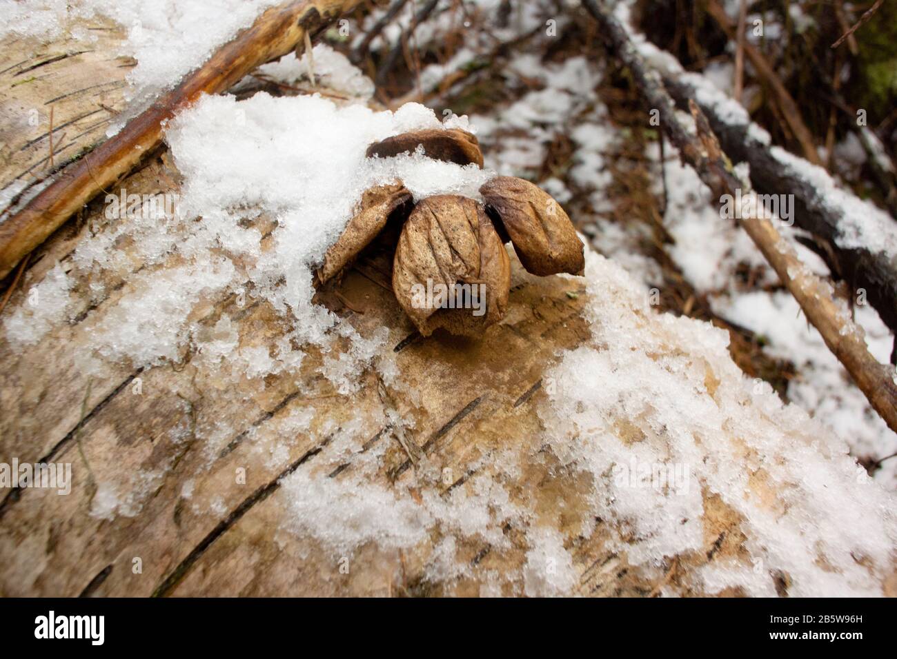 On a dépensé des puffballs de souche, Lycoperdon pyriforme, sur un bois de bouleau rouge, le long du ruisseau Callahan, à Troy, Montana Lycoperdon pyriforme Royaume: Division des champignons Banque D'Images