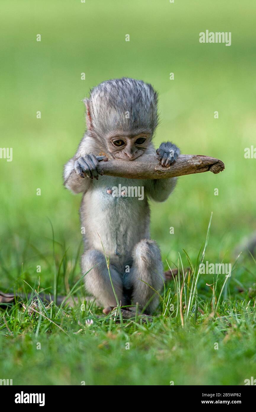 Bébé Vervet singe nibble une branche dans la Réserve nationale d'Afrique, au Kenya. Animal dans l'habitat. Faune et flore de la nature Banque D'Images