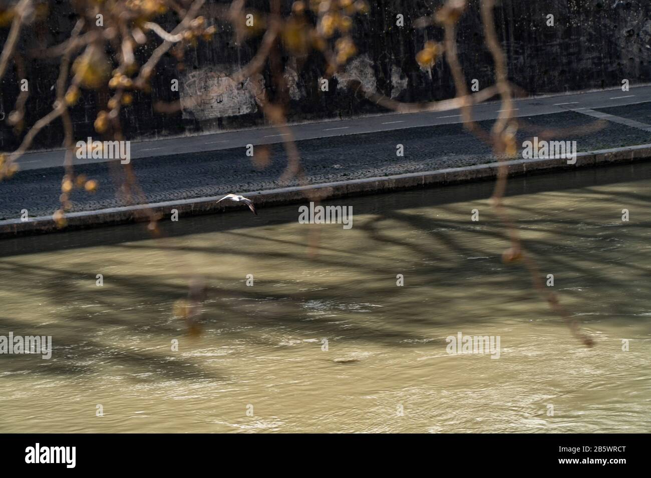 Un mouette survolant la rivière tevere à Rome Banque D'Images