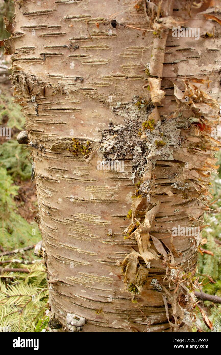 Le tronc d'un jeune arbre de Birch rouge (Betula occidentalis) avec écorce pelée, le long du ruisseau Callahan, à Troy, Montana. Royaume: Clade Plantae: Tracheop Banque D'Images