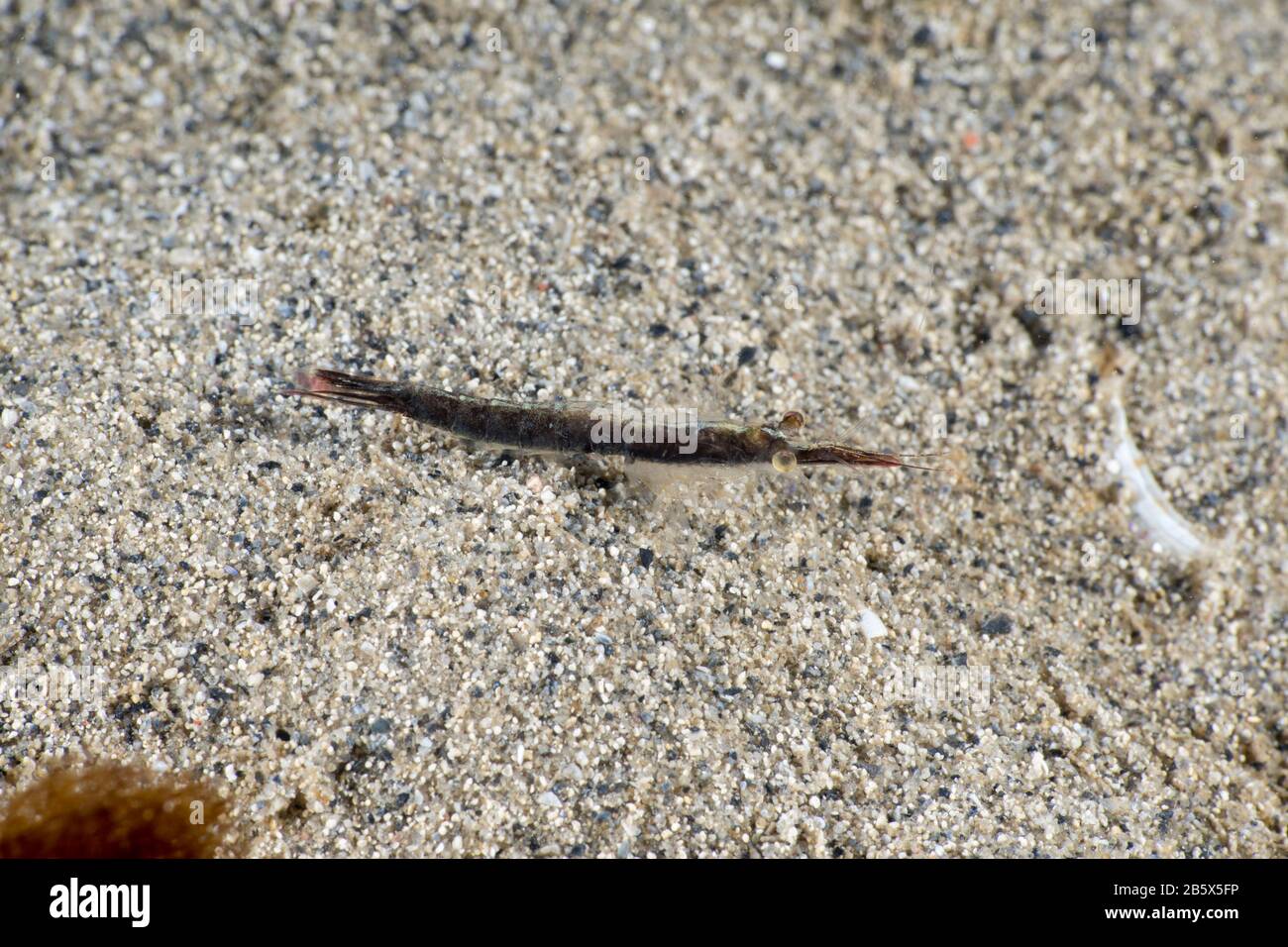 Crevettes Chameleon Banque D'Images