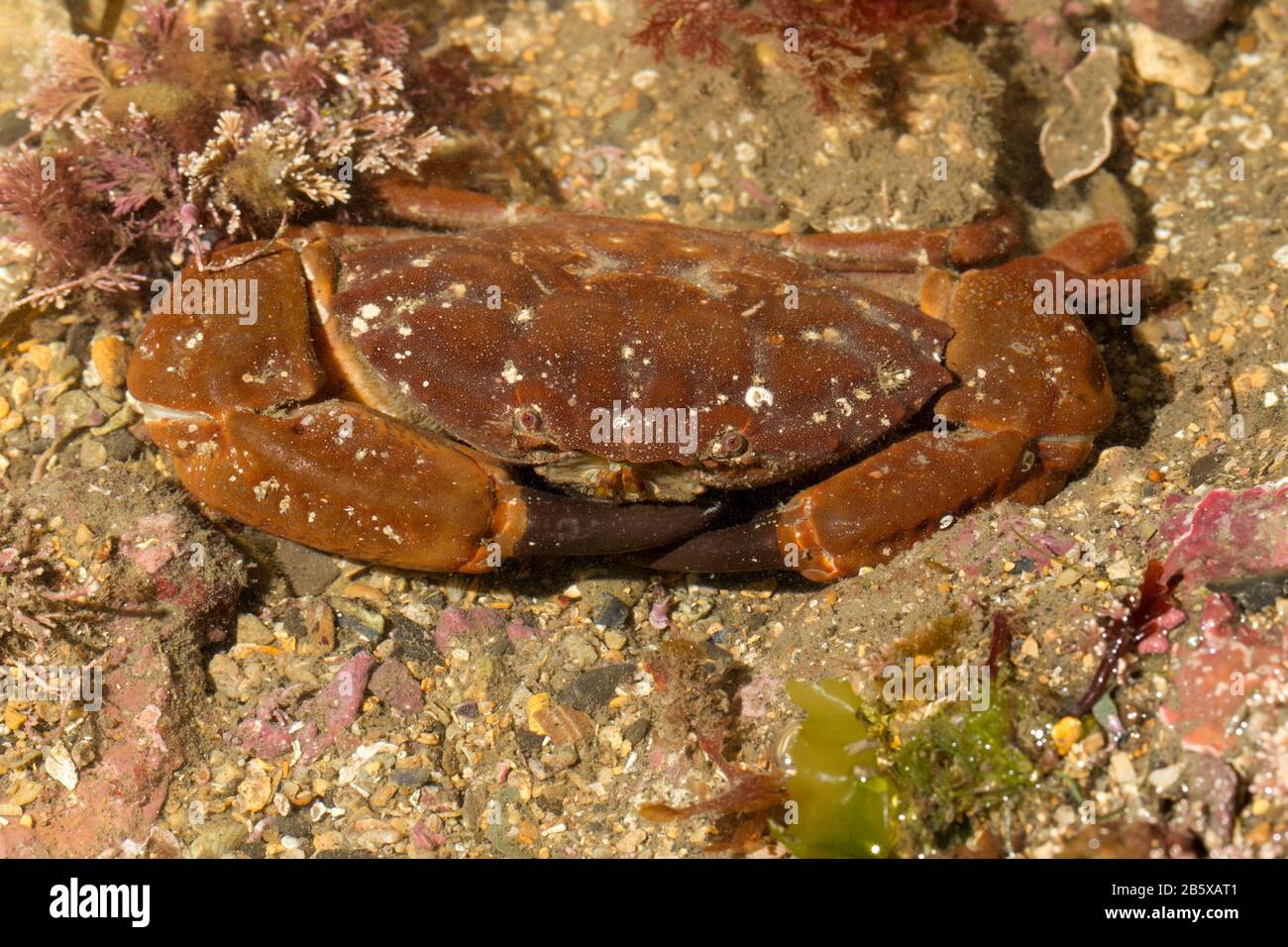 Crabe à fourrure Xantho hydrophilus Banque D'Images