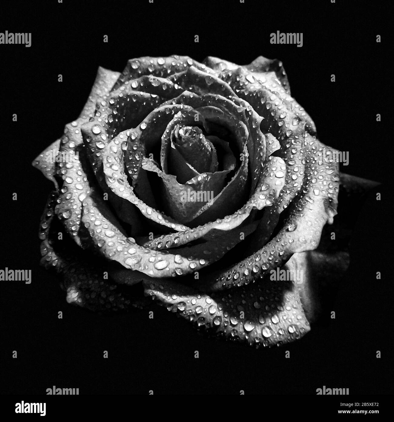 Bouton rose avec gouttelettes d'eau isolées sur fond noir, image de fleur humide noire et blanche à contraste élevé Banque D'Images