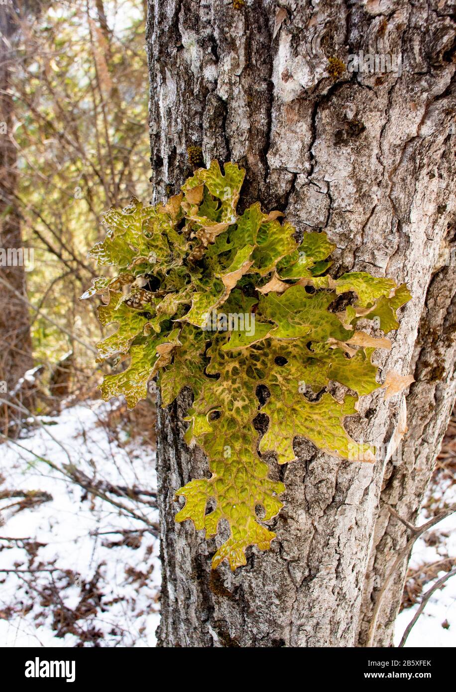 Lungwort lichen, Lobaria pulmonaria, qui pousse sur un arbre noir de coton, Populus trichocarpa, le long du ruisseau Callahan, à Troy, Montana. Banque D'Images