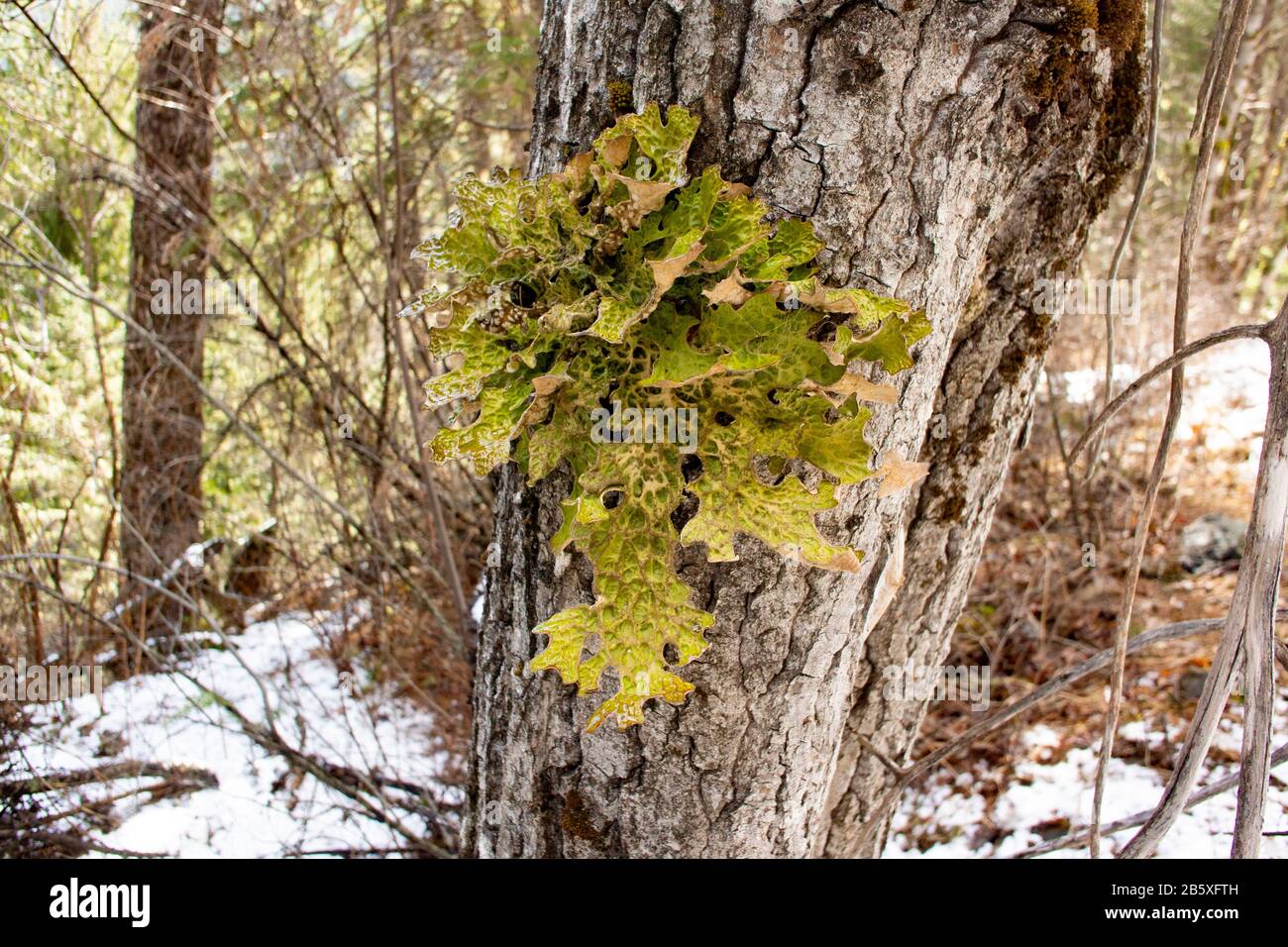 Lungwort lichen, Lobaria pulmonaria, qui pousse sur un arbre noir de coton, Populus trichocarpa, le long du ruisseau Callahan, à Troy, Montana. Banque D'Images