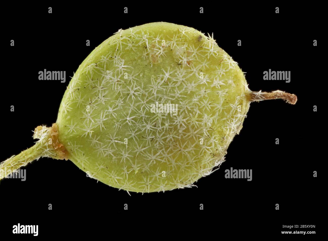 Alyssum Murale, Mauer-Steinkraut, gros plan, fruit Banque D'Images