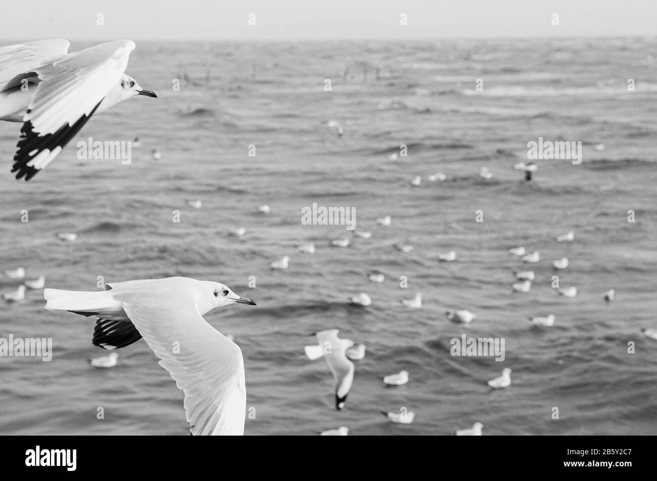 Grand troupeau d'oiseaux mouettes volant sur la mer paisible en soirée au Bang Pu à Samut Prakarn près de Bangkok - Thaïlande Banque D'Images
