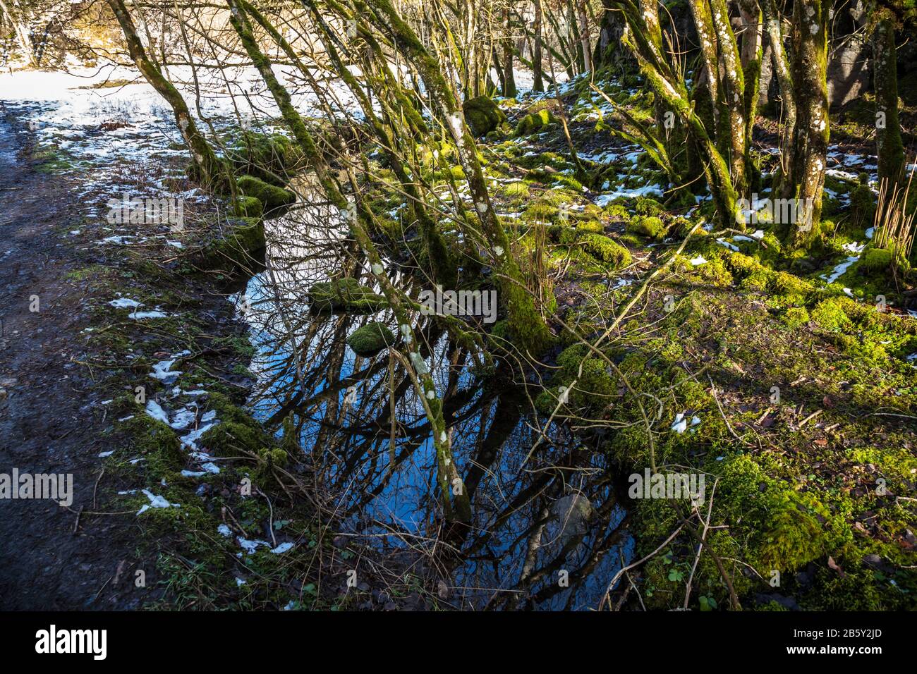 Un ruisseau croisé par des branches recouvertes de mousse à Cowles à Teesdale, Angleterre, Royaume-Uni Banque D'Images
