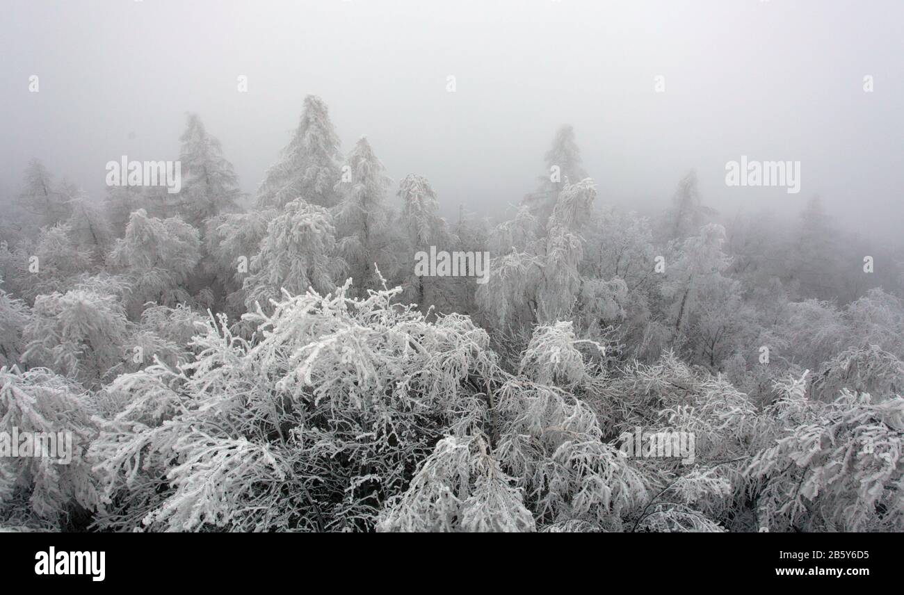 Forêt de brouillard d'hiver à Banque D'Images