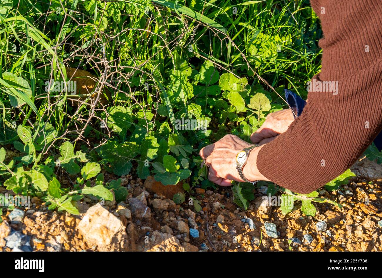 Mains d'une femme qui collecte des légumes dans le jardin. Concept d'agriculture. Banque D'Images