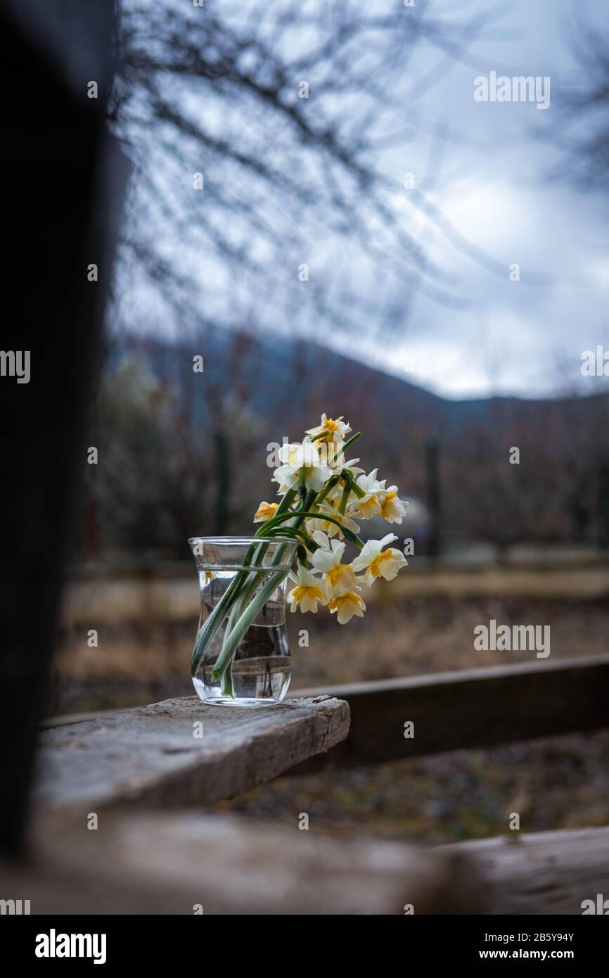 Narcisse fleurs dans une petite tasse de verre dans le jardin Banque D'Images Narcisse fleurs dans une petite tasse de verre dans le jardin Banque D'Images