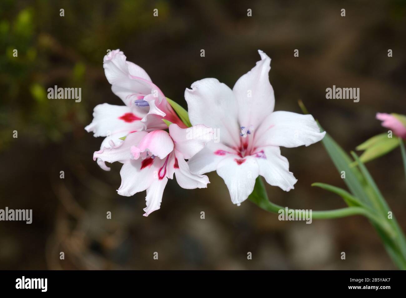 Gladiolus carneus peint dame carneus délicat pic de fleur de fleurs en forme d'entonnoir rose doux Banque D'Images