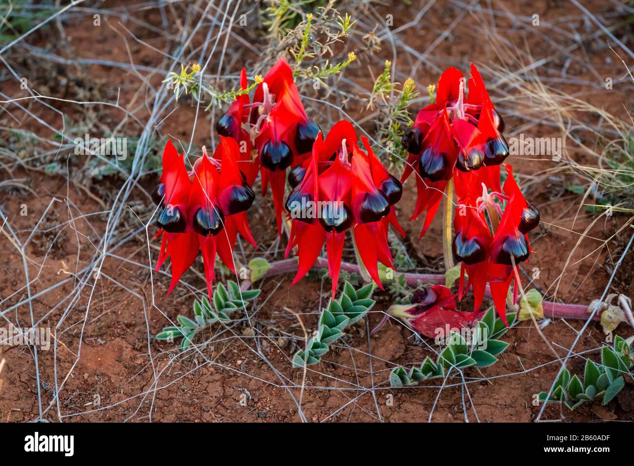 Sturts Desert Pea, Wildflower, Australie, Emblem D'Australie Méridionale. Banque D'Images