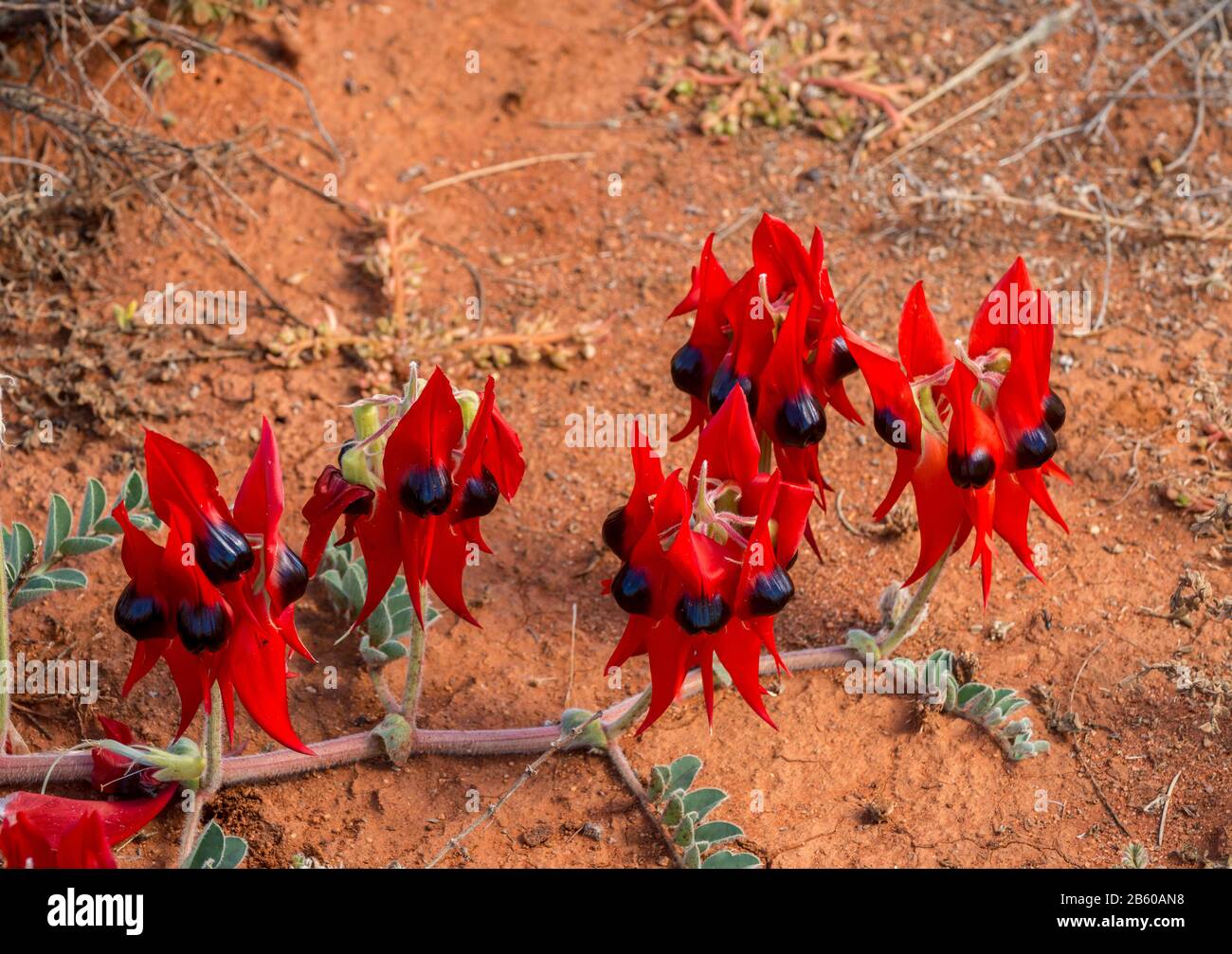 Sturts Desert Pea, Wildflower, Australie, Emblem D'Australie Méridionale. Banque D'Images