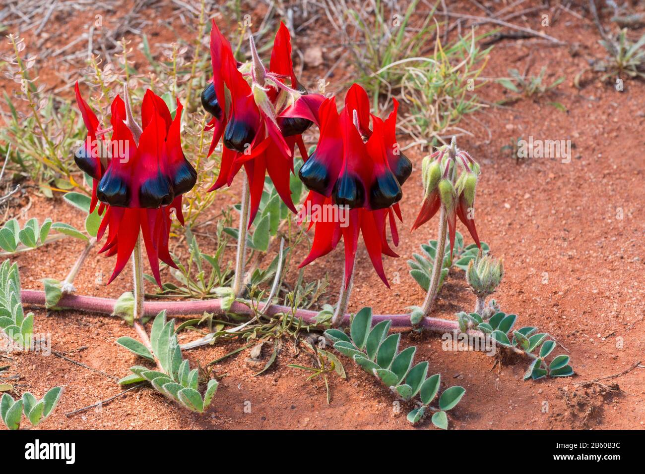 Sturts Desert Pea, Wildflower, Australie, Emblem D'Australie Méridionale. Banque D'Images