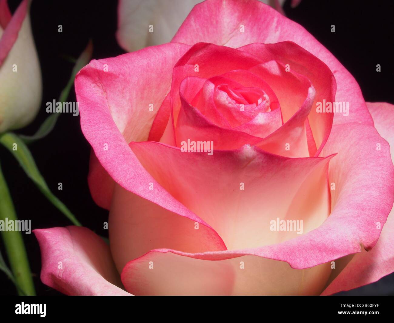 Pétales de rose fleuris. Rose fleurie. Gros plan. Banque D'Images