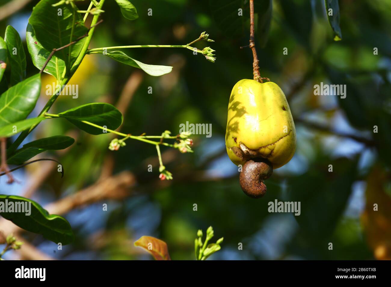 Fruits de cajou accrochés à son arbre au Brésil. La noix récursive est évidente sous le fruit. Banque D'Images