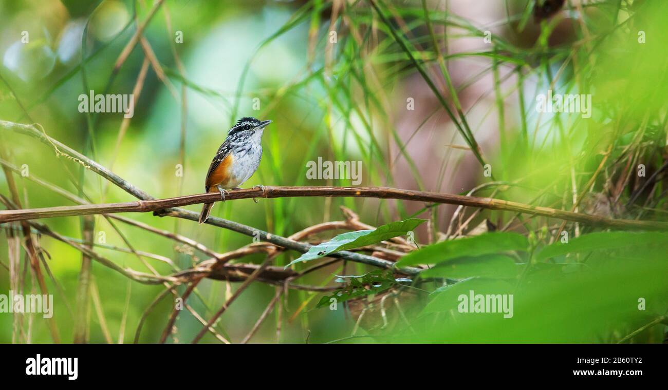 antwren à pois, petit oiseau brésilien coloré Banque D'Images