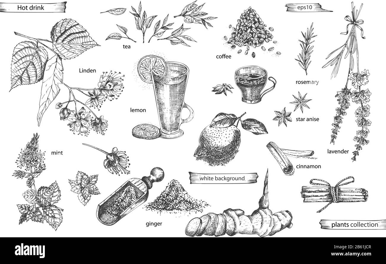 Définir des éléments drinc chauds dessinés à la main d'époque isolés sur fond blanc. Anis étoilé, cannelle, lavande, romarin, citron, gingembre, café, thé Illustration de Vecteur