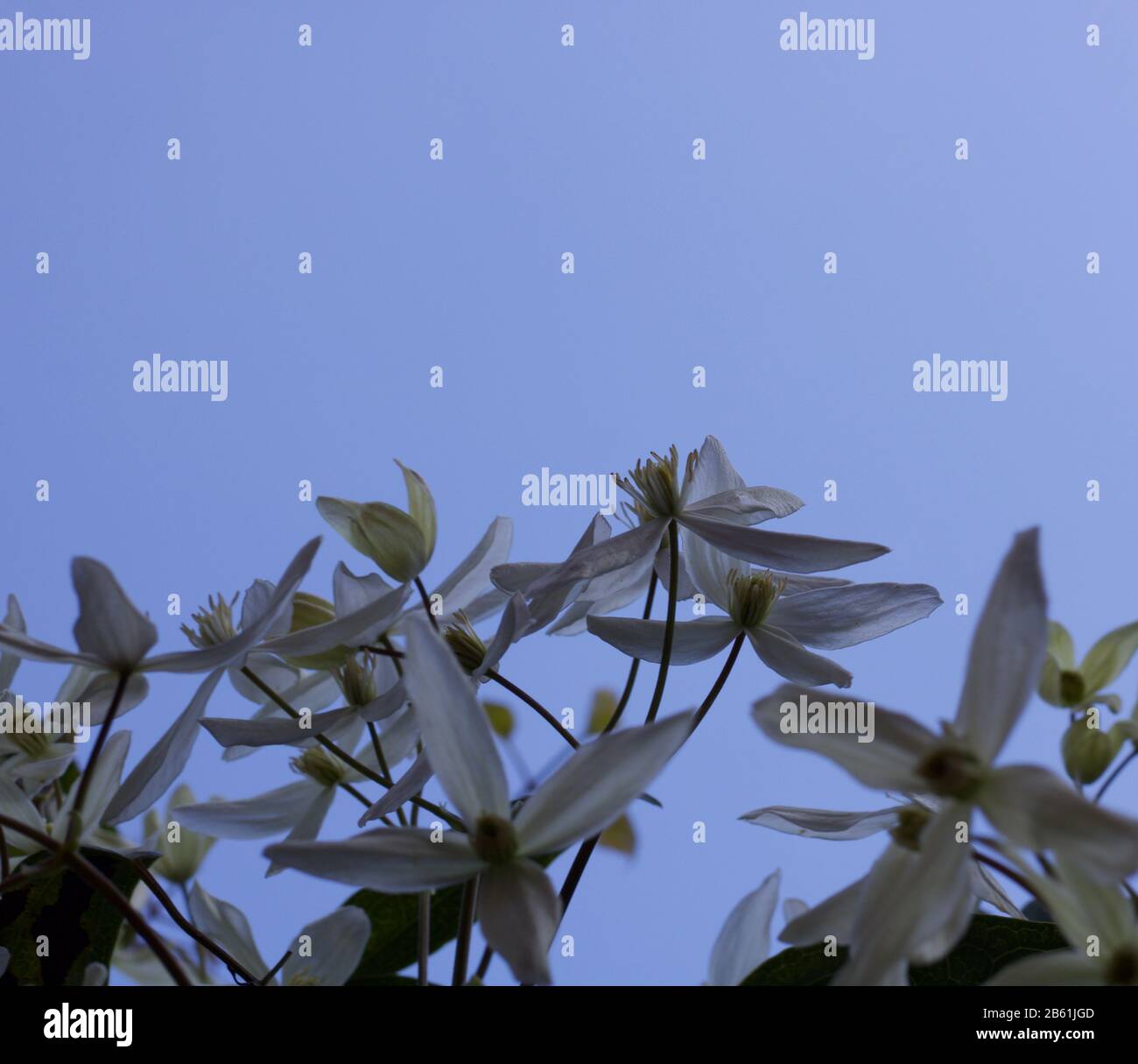 Vue sur la floraison hivernale clematis contre le ciel bleu gris avec espace de copie Banque D'Images