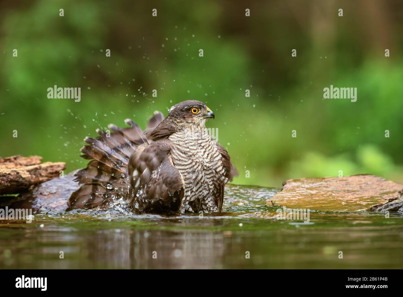 Brurowhawk eurasien - Accipiter nisus, bel oiseau de proie forme les forêts et les bois d'Euroasian, Hortobagy, Hongrie. Banque D'Images