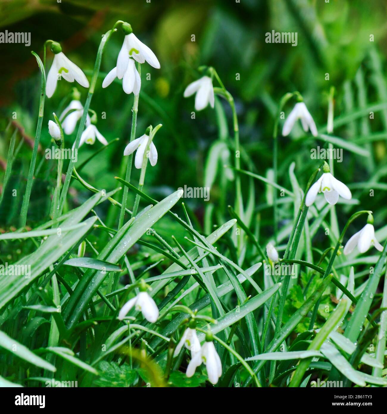 les chutes de neige fleuries poussent dans la nature Banque D'Images