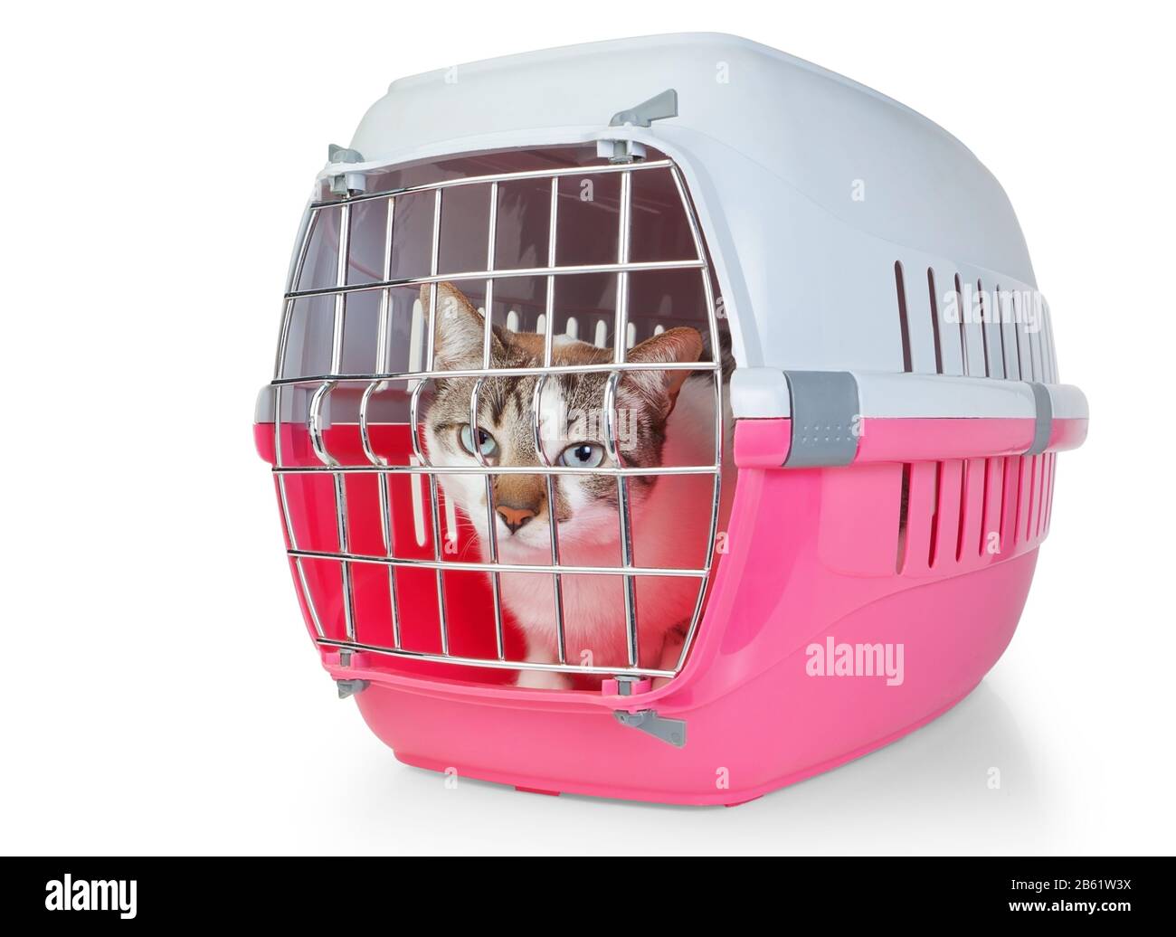Boîte avec cage de chat pour le transport. Sur fond blanc. Banque D'Images