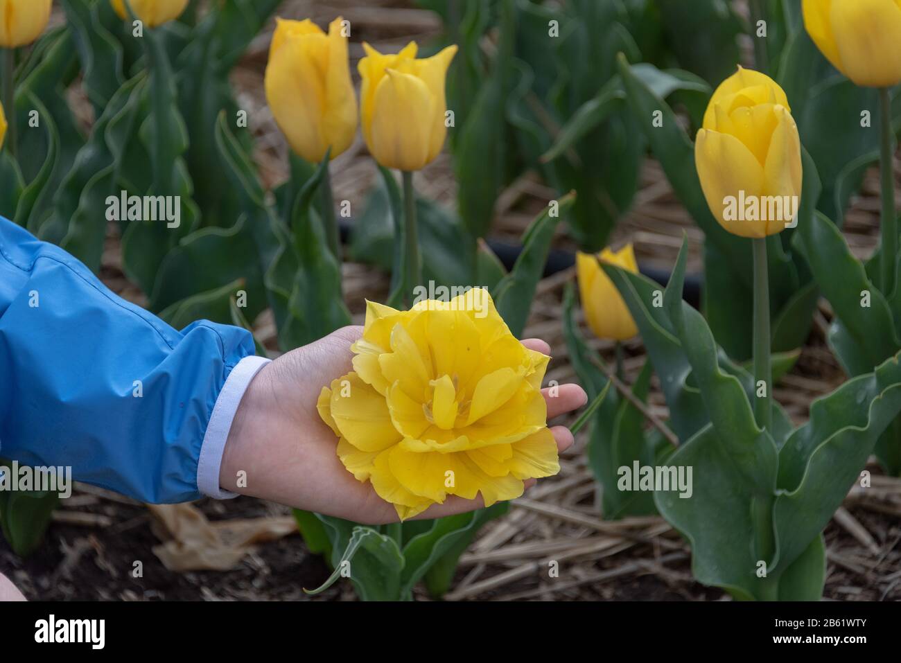 Schwaneberg, Allemagne. 26 avril 2019. Quelqu'un montre la fleur d'une tulipe jaune. Crédit: Stephan Schulz/dpa-Zentralbild/ZB/dpa/Alay Live News Banque D'Images