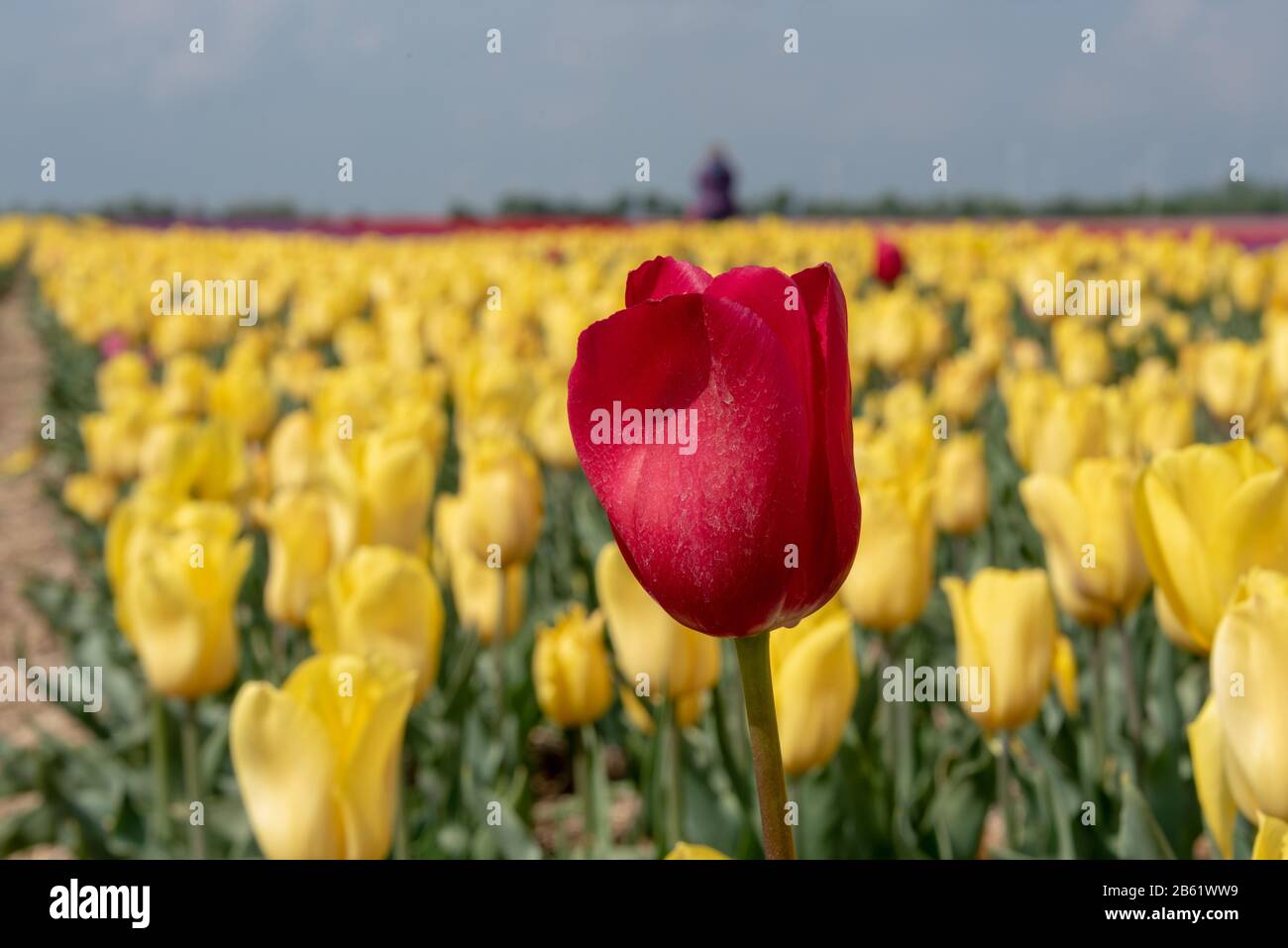 Schwaneberg, Allemagne. 26 avril 2019. Une tulipe rouge se tient dans un champ avec des tulipes jaunes. Crédit: Stephan Schulz/dpa-Zentralbild/ZB/dpa/Alay Live News Banque D'Images