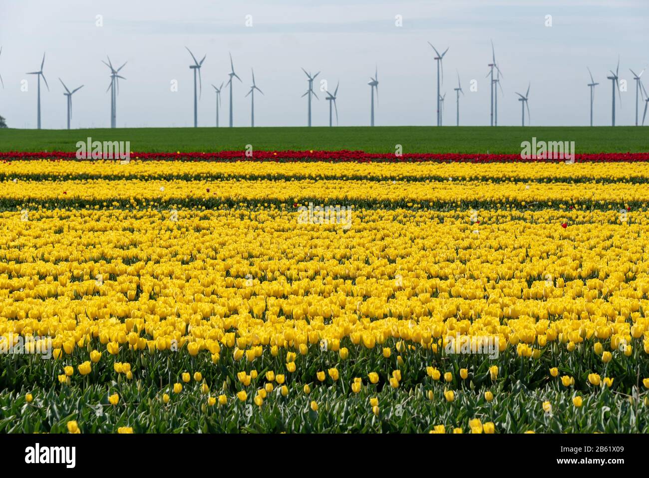 26 avril 2019, Saxe-Anhalt, Schwaneberg : un champ de tulipes. La société Degenhardt cultive des tulipes sur environ 50 hectares près de Schwaneberg. Photo : Stephan Schulz/dpa-Zentralbild/ZB Banque D'Images