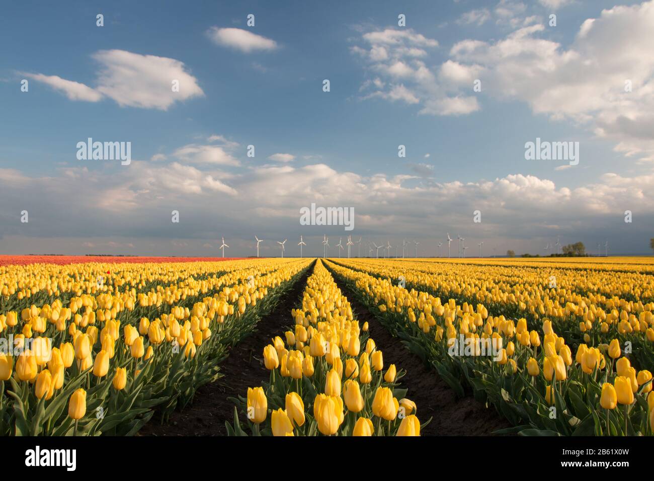 26 avril 2019, Saxe-Anhalt, Schwaneberg : un champ de tulipes. La société Degenhardt cultive des tulipes sur environ 50 hectares près de Schwaneberg. Photo : Stephan Schulz/dpa-Zentralbild/ZB Banque D'Images