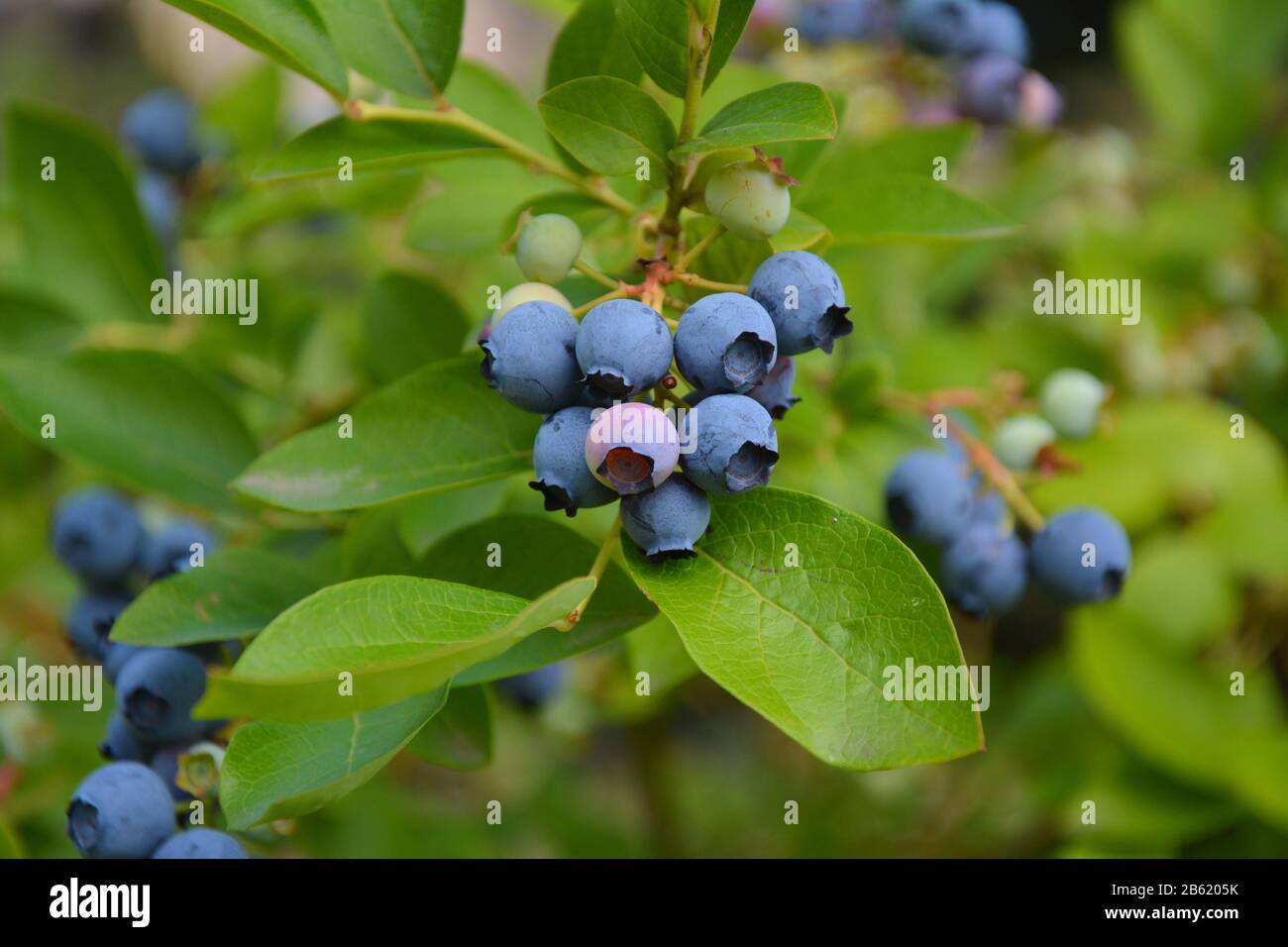 Plante de bleuets de highbush avec fruits Banque D'Images