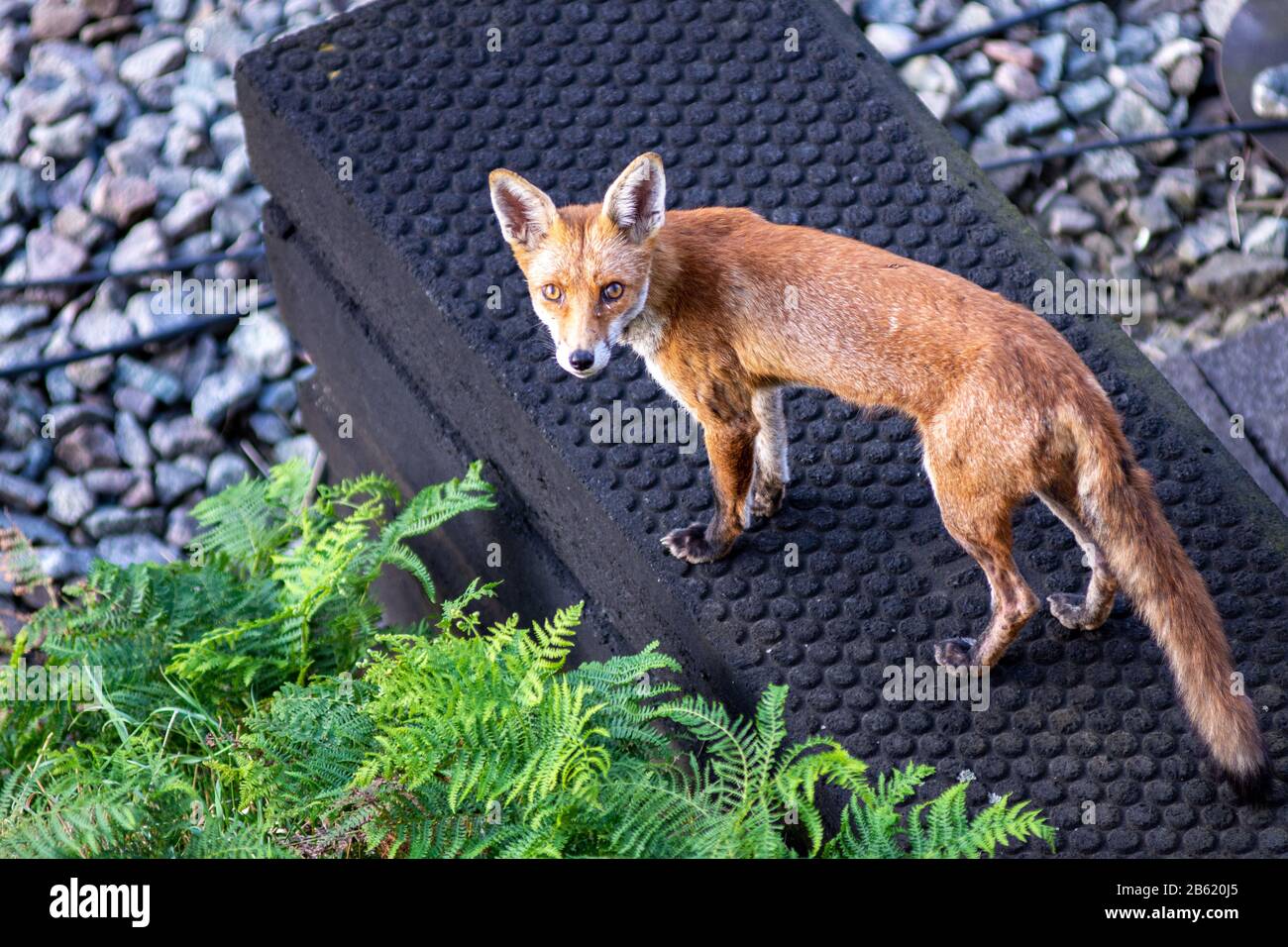 Un renard urbain chache le long du corridor de la ligne principale de la côte ouest à Kensal Green, dans le nord-ouest de Londres. Banque D'Images