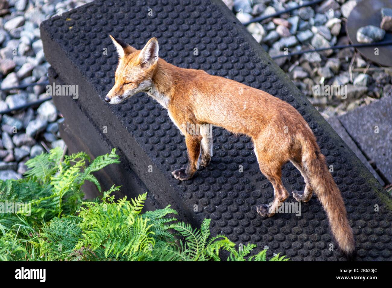 Un renard urbain chache le long du corridor de la ligne principale de la côte ouest à Kensal Green, dans le nord-ouest de Londres. Banque D'Images